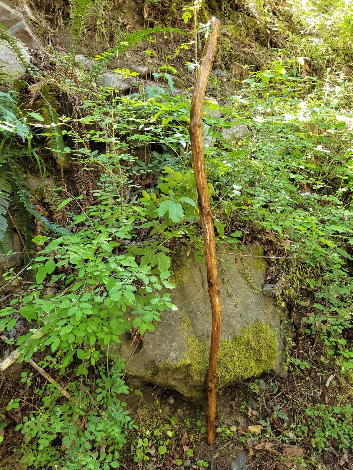 Staff Tree Oil | روغنِ مالکانگنی