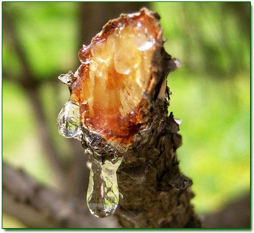 Turpintine Oil | روغنِ تارپین