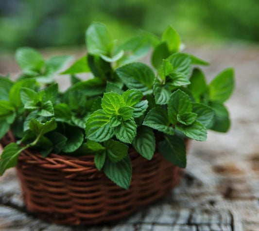 Peppermint Oil | روغنِ پودینہ