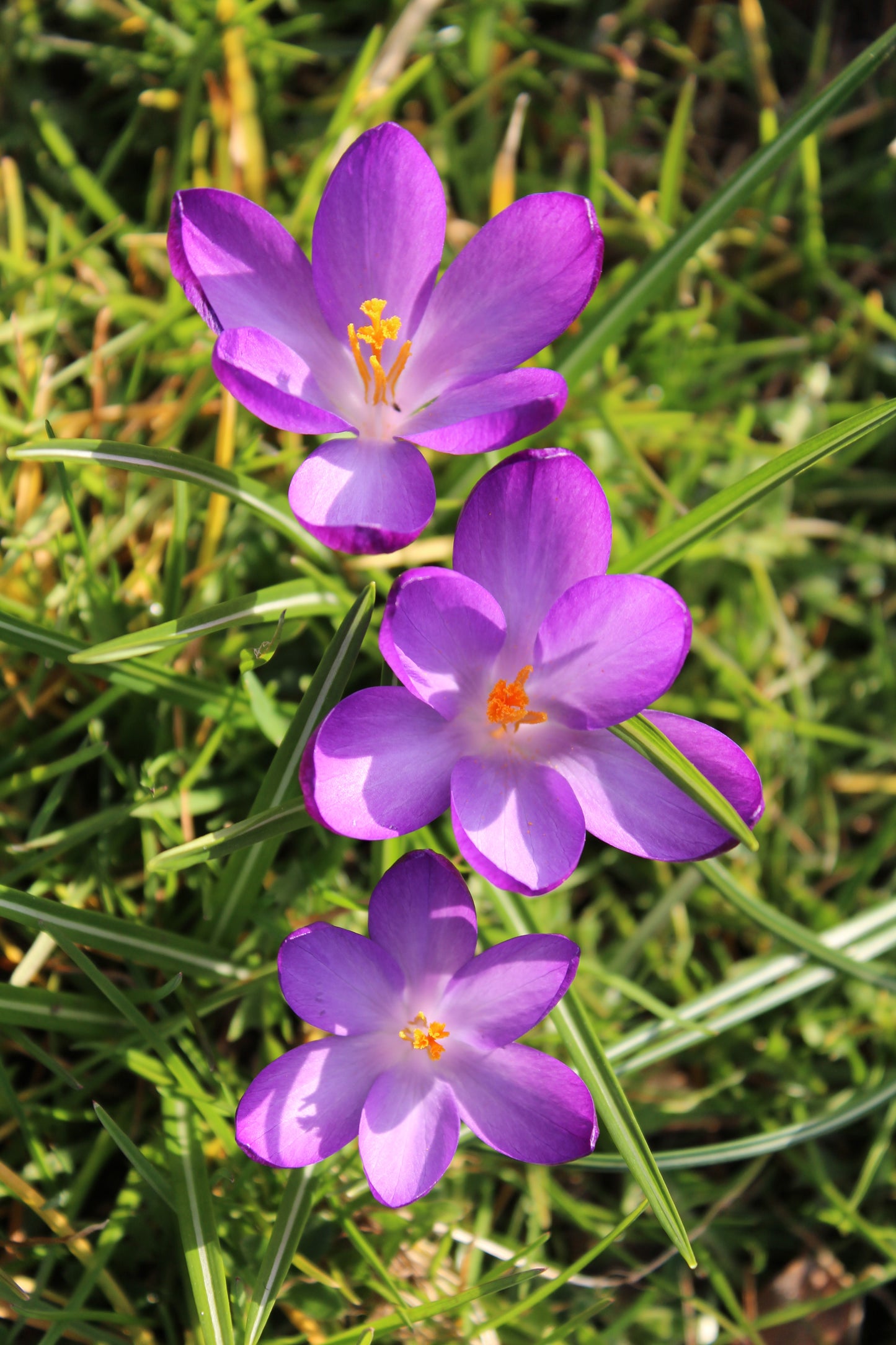 Wild Violet Oil | روغنِ جنگلی بنفشہ
