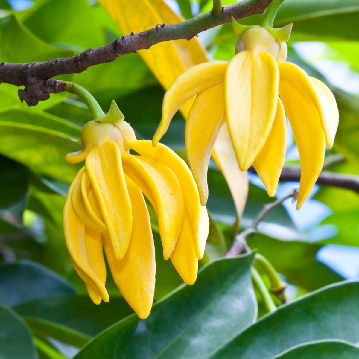 Yalang Yalang Oil | روغنِ یلانگ یلانگ