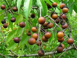 Soup Nut Oil | روغنِ رِٹھا