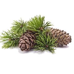 Pine Oil | روغنِ چیڑ /دیودار