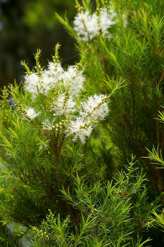 Tea Tree Oil | روغنِ چائے پتی