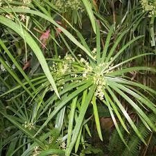 Cypriol Oil | روغنِ نگراموتھا