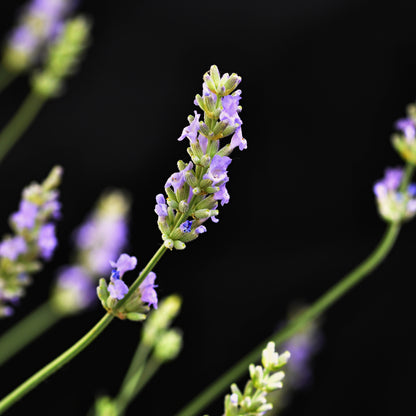 Lavender Oil |روغن لیونڈر