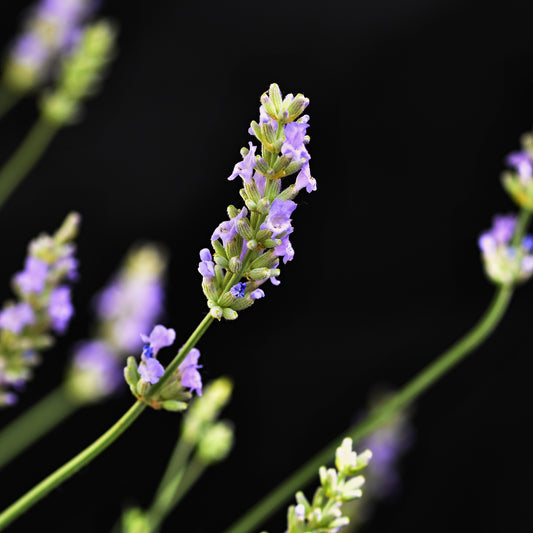 Lavender Oil |روغن لیونڈر